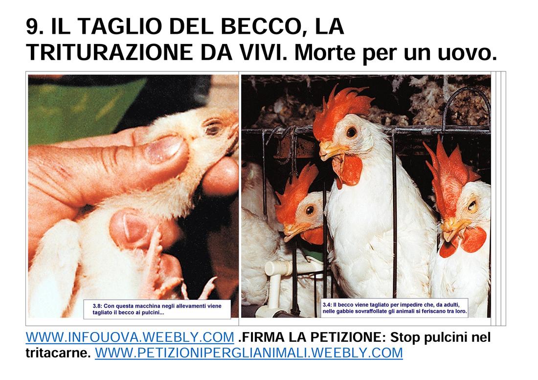 PERCHE' DICIAMO NO ALLE UOVA: https://infouova.weebly.com/ https://vegetarianavegan.blogspot.com/