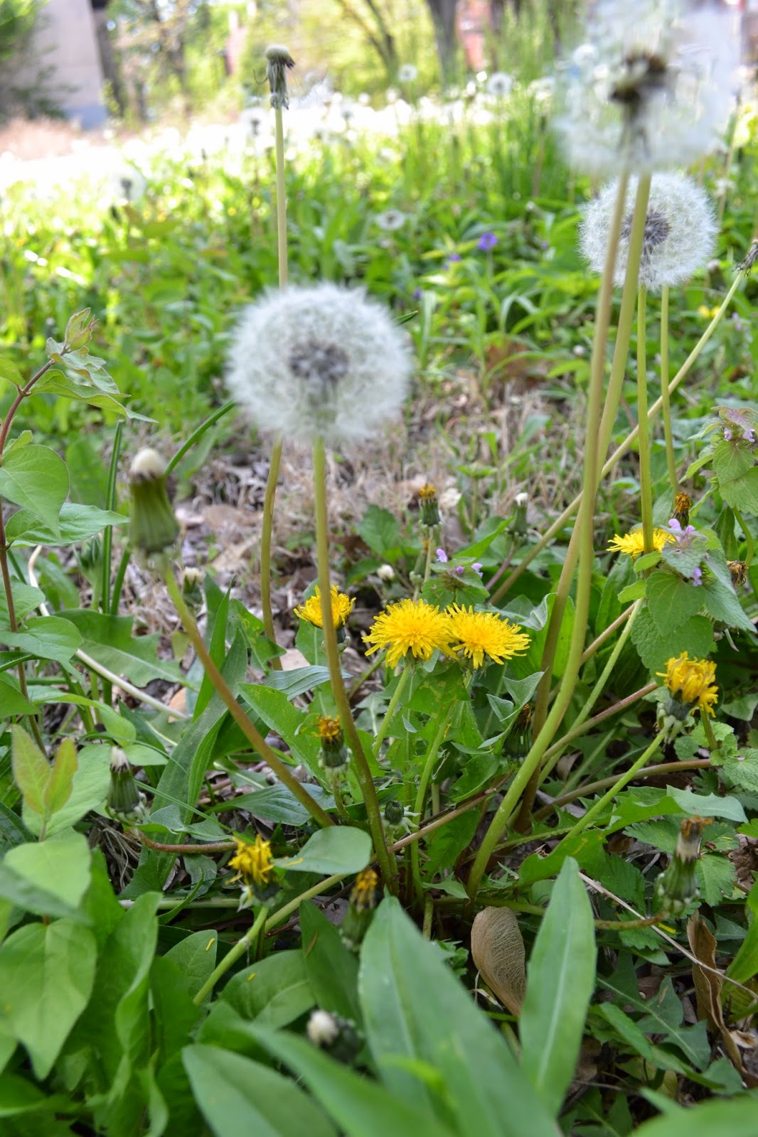 how-dandelions-benefit-your-health-and-skin-for-natural-beauty-from