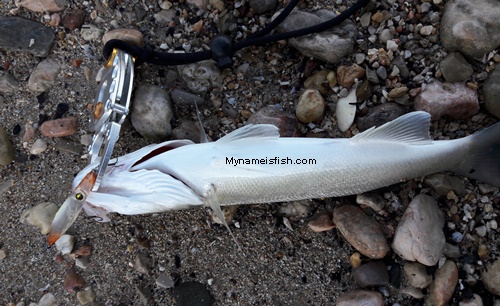 sea bass catching in turkey magbite lure from the beach mimiq baby squid