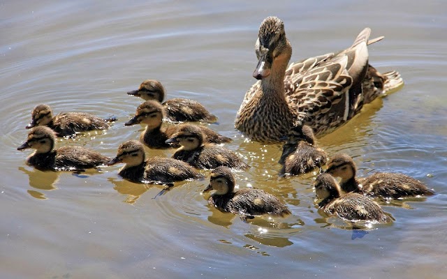 Animal wallpaper of swimming ducks