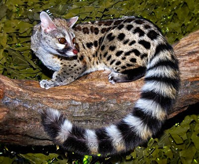 Large spotted Genet