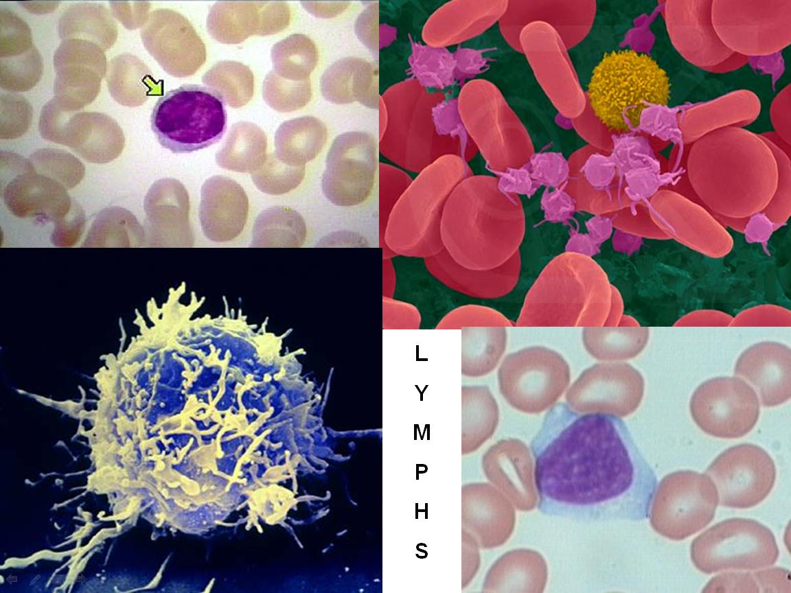 макрофаги в эффекторной фазе иммунного ответа. функции фагоцитов секреторная. клеточный иммунный ответ т-лимфоциты. клетки эффекторы адаптивного иммунитета. макрофаги клеточный иммунитет.