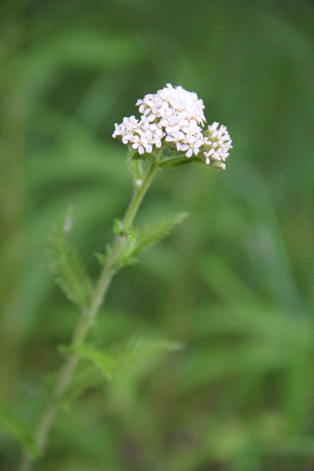 Isabella Conservation District Environmental Education Program