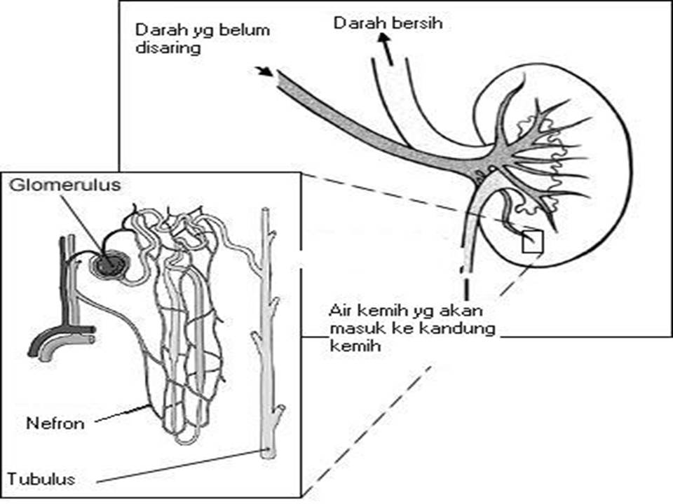 Gambar Ginjal Dan Fungsinya