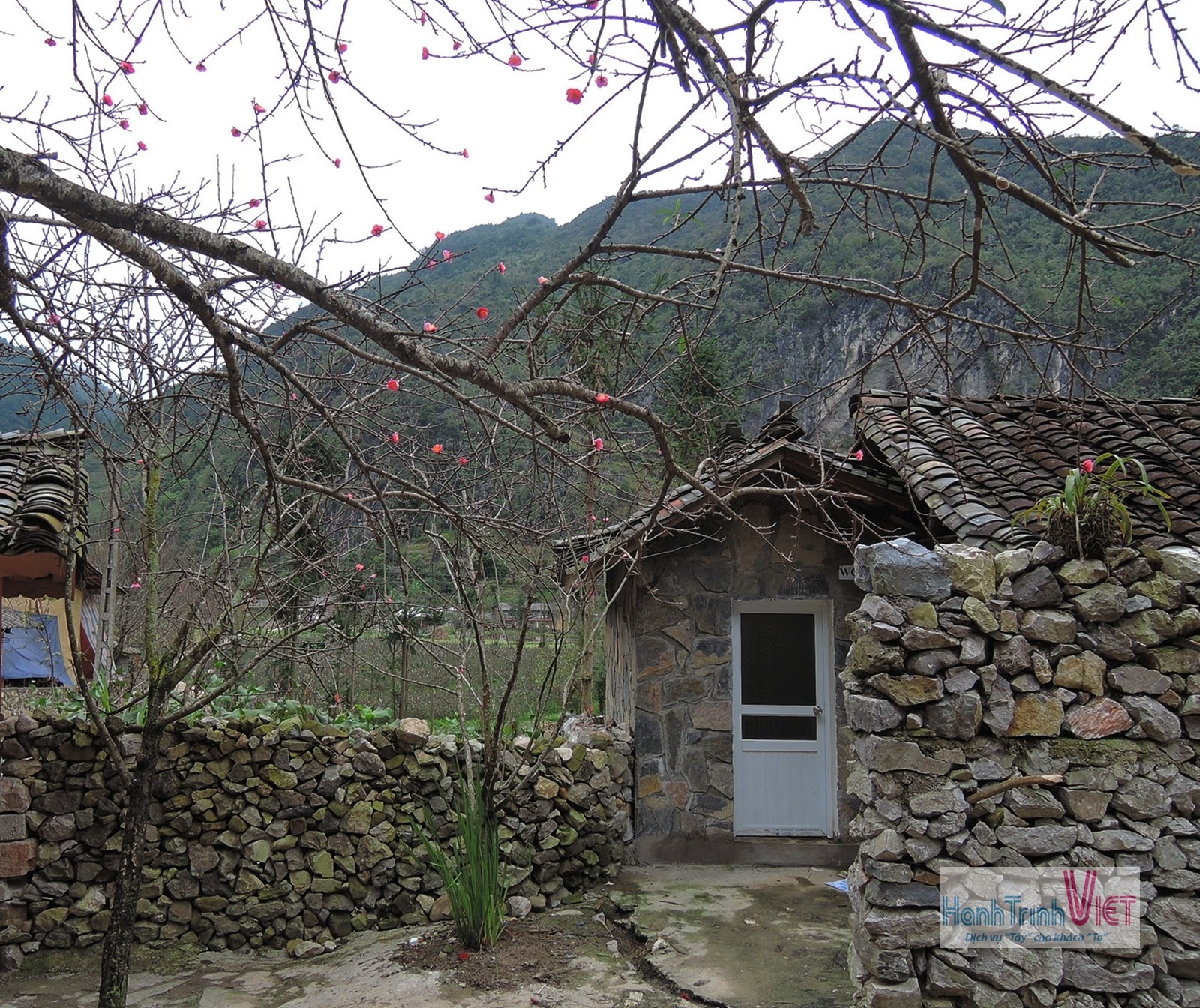 Visite du village Sung La en saison des fleurs de sarrasin