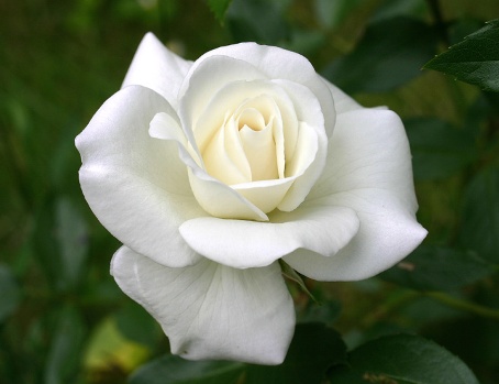 entregamos rosas blancas como s mbolo de pureza y transici n