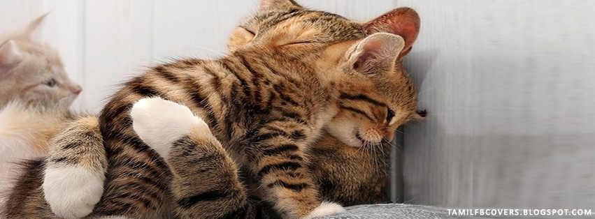 My India FB Covers Mother cat hugging kitten Animal FB Cover