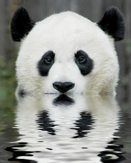 panda pictures free widescreen wallpapers 