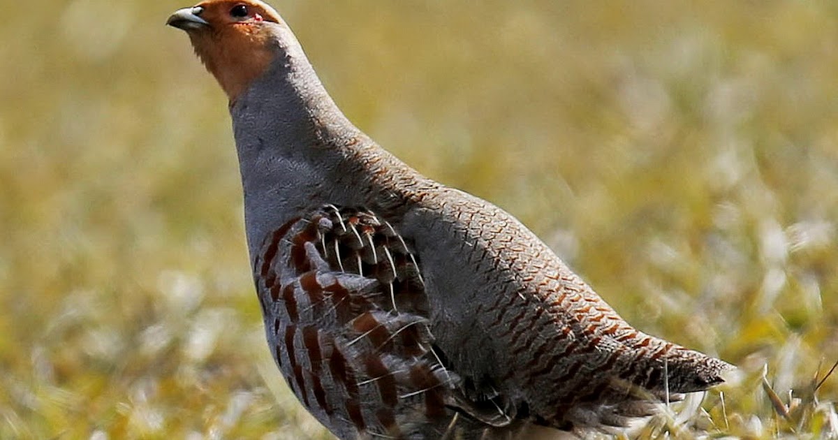 Birds of the World Grey partridge
