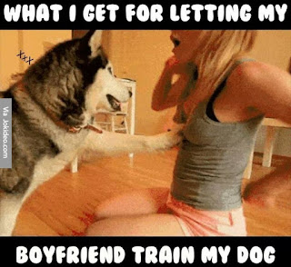 Dog Memes Dog Memes