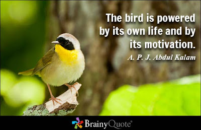 Birds Quotes