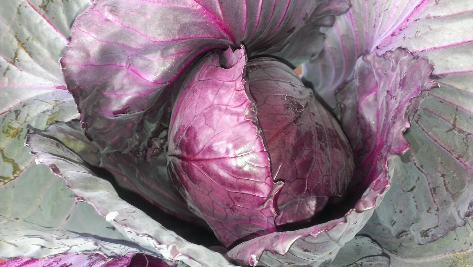 Glut a year in my patch Red Drumhead cabbage