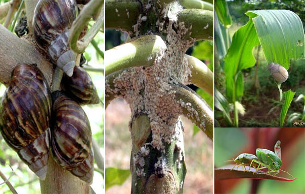 Gejala Alam Biotik dan Abiotik dan 10 Contohnya Cah