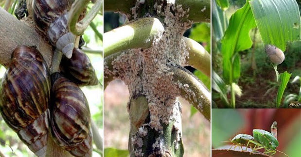 Klasifikasi Gejala Alam Biotik Dan Abiotik Klasifikasi Gejala Alam Biotik Dan Abiotik Klasifikasi Gejala Alam Biotik Dan Abiotik Klasifikasi Gejala Alam Biotik Dan Abiotik