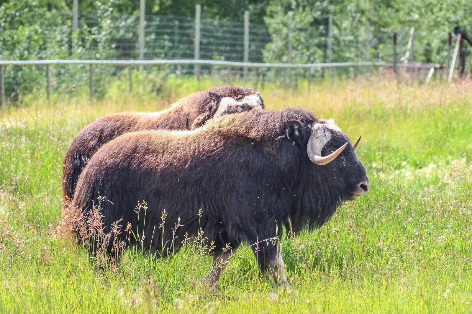 Cannundrums Musk Ox