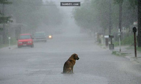 Trai tim tan chay voi anh xuc dong ve 