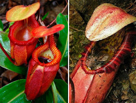 من غرائب النبات: نباتات لكنها مفترسة