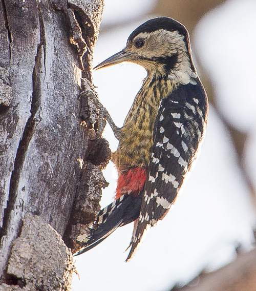 Indian birds - Picture of Stripe-breasted woodpecker - Dendrocopos atratus