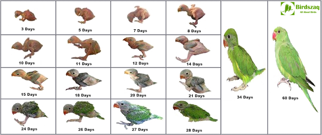 Lovebird Growth Chart