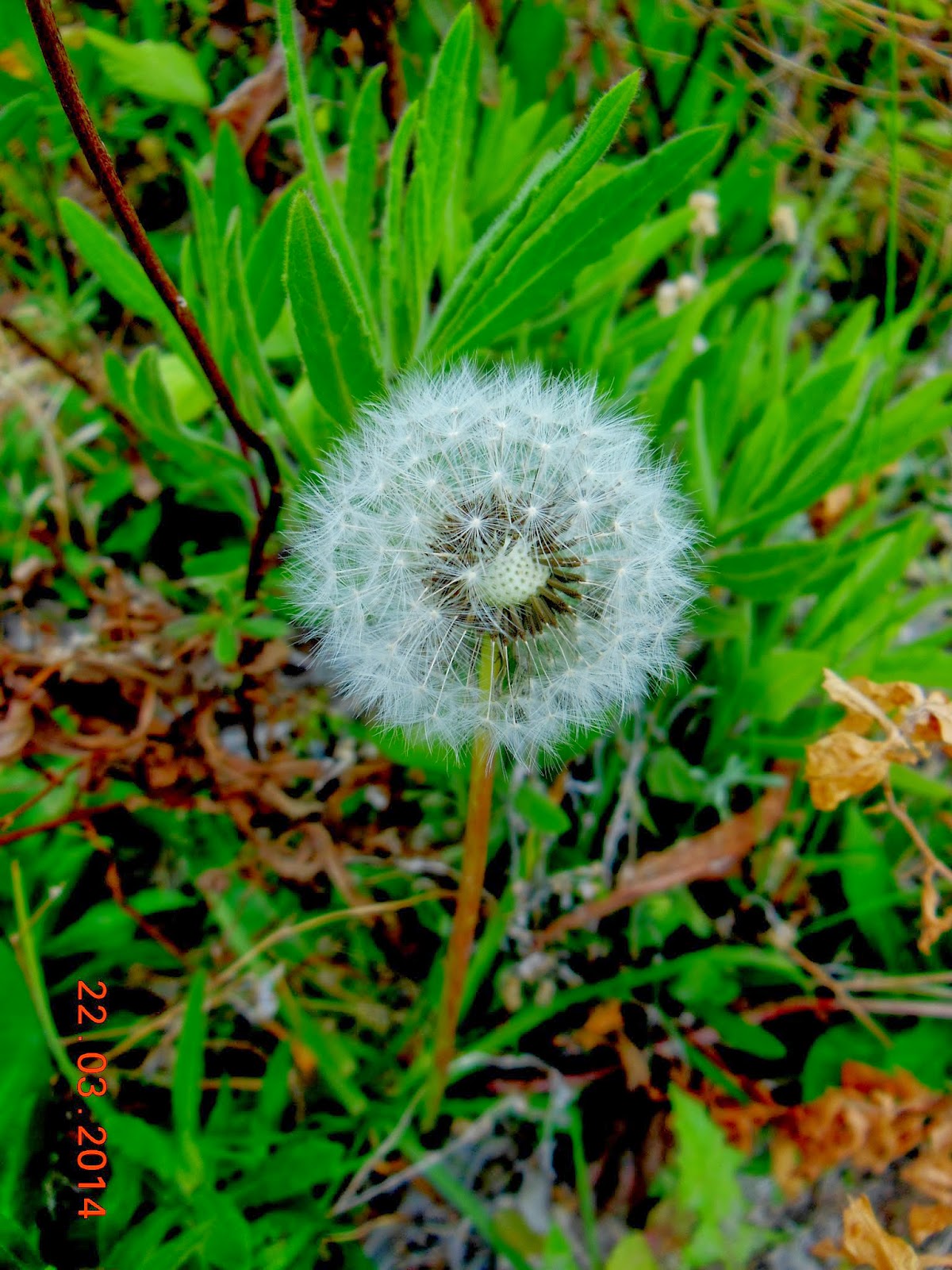 Mi herbario particular: DIENTE DE LEÓN (Taraxacum officinale)