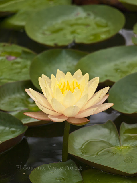 Lotos en los jardines de Vinh Trang Pagoda por El Guisante Verde Project