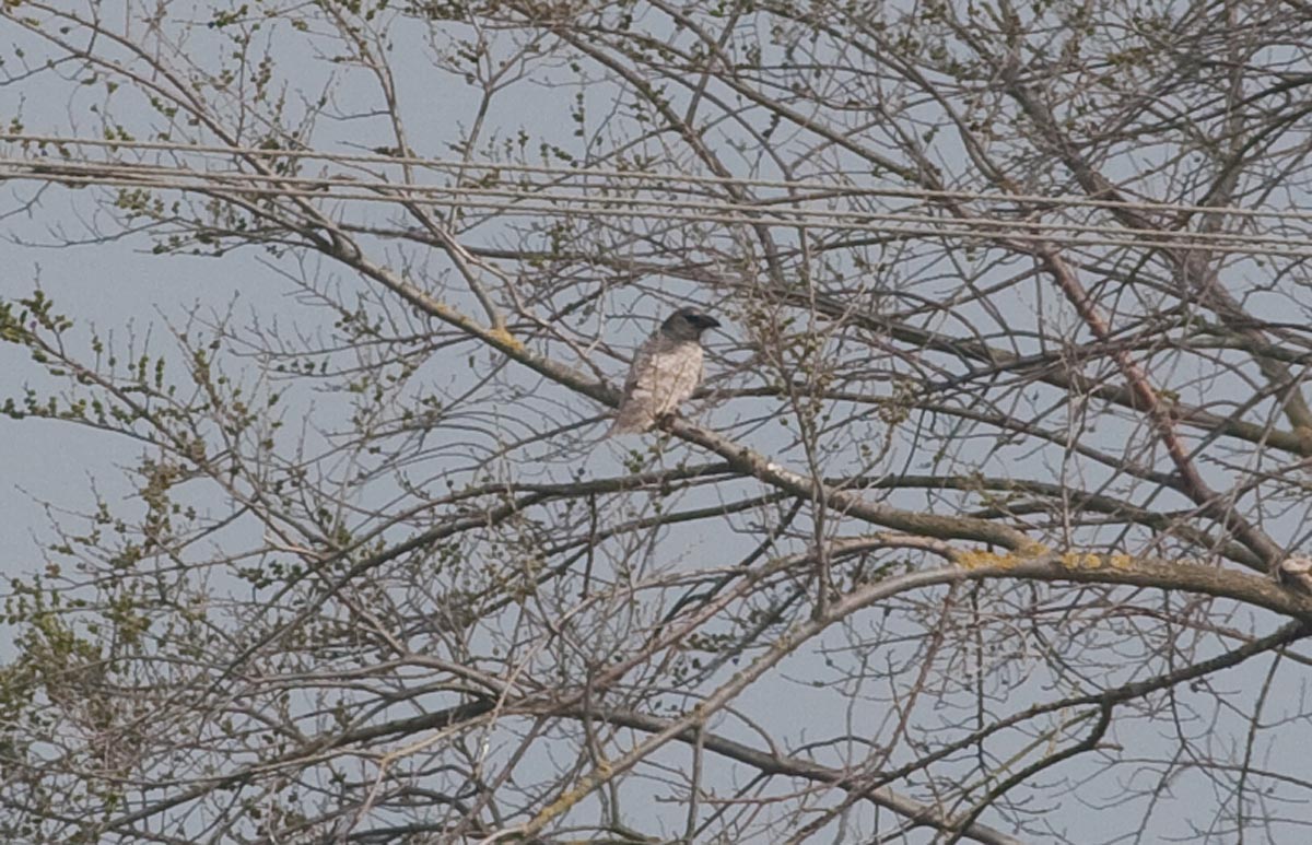 Bedsbirds Images Blog Shock Bird!