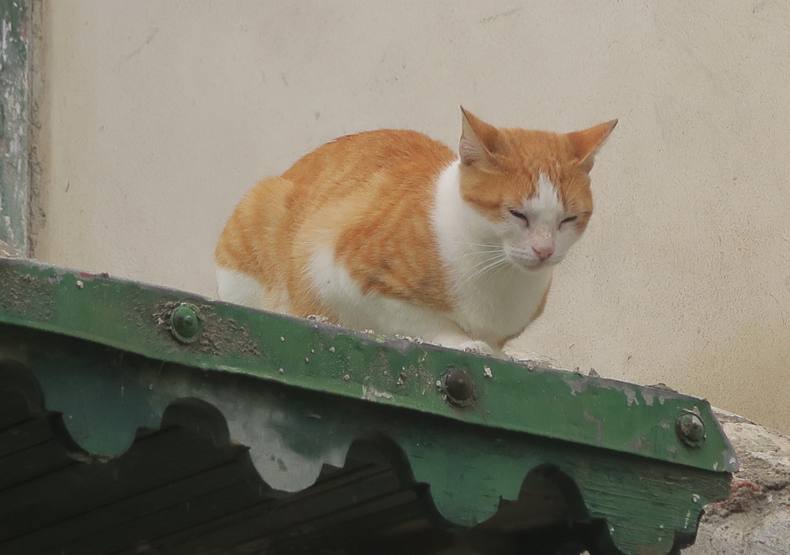 梅近ぴろしの馬 以外 日記 テトゥアン