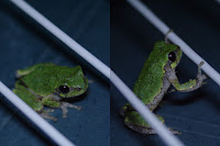 Two green-colored treefrogs.