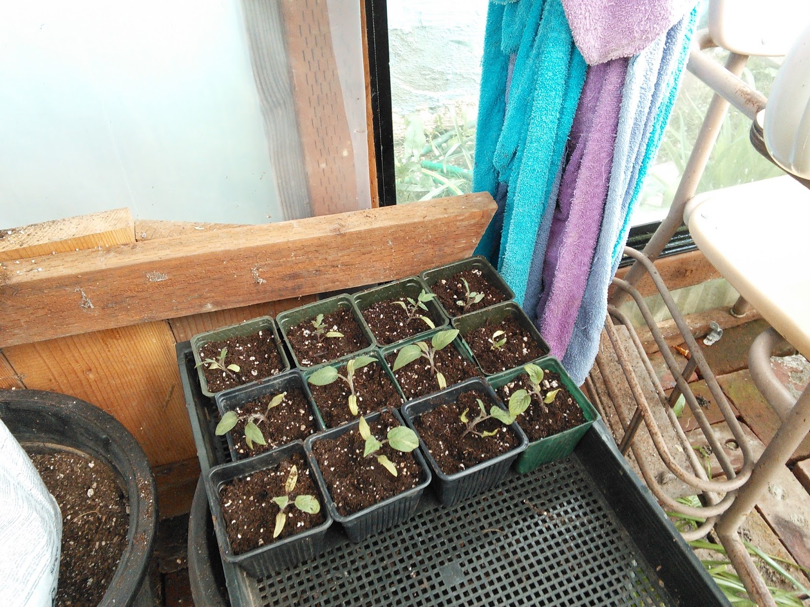 21st Street Urban Homestead Greenhouses in March