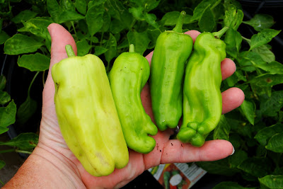 Cubanelle Peppers at Alejandro Farm