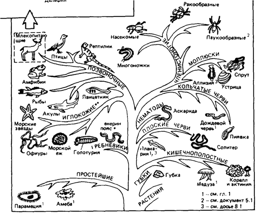 Классификация животных схема