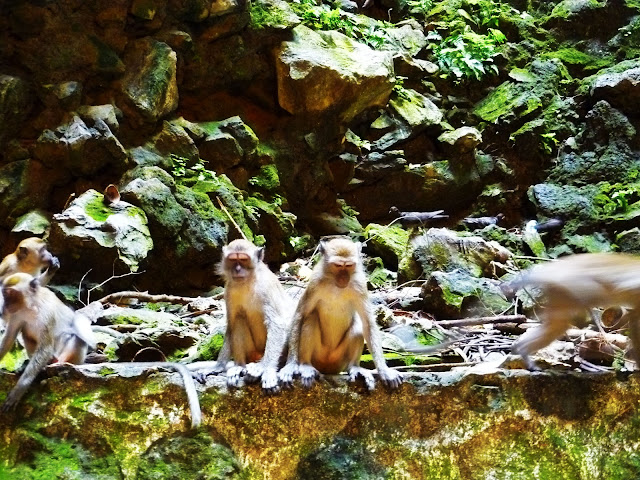 monkeys at batu caves