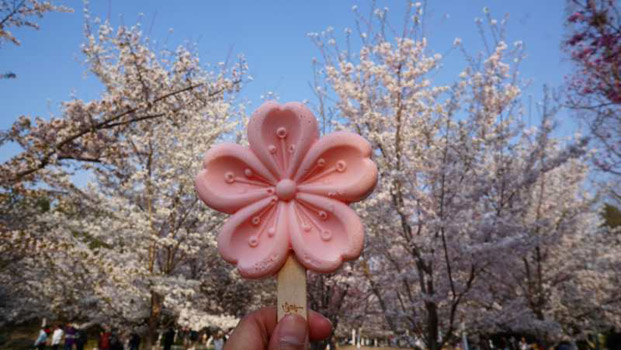 japan cherry blossom trip