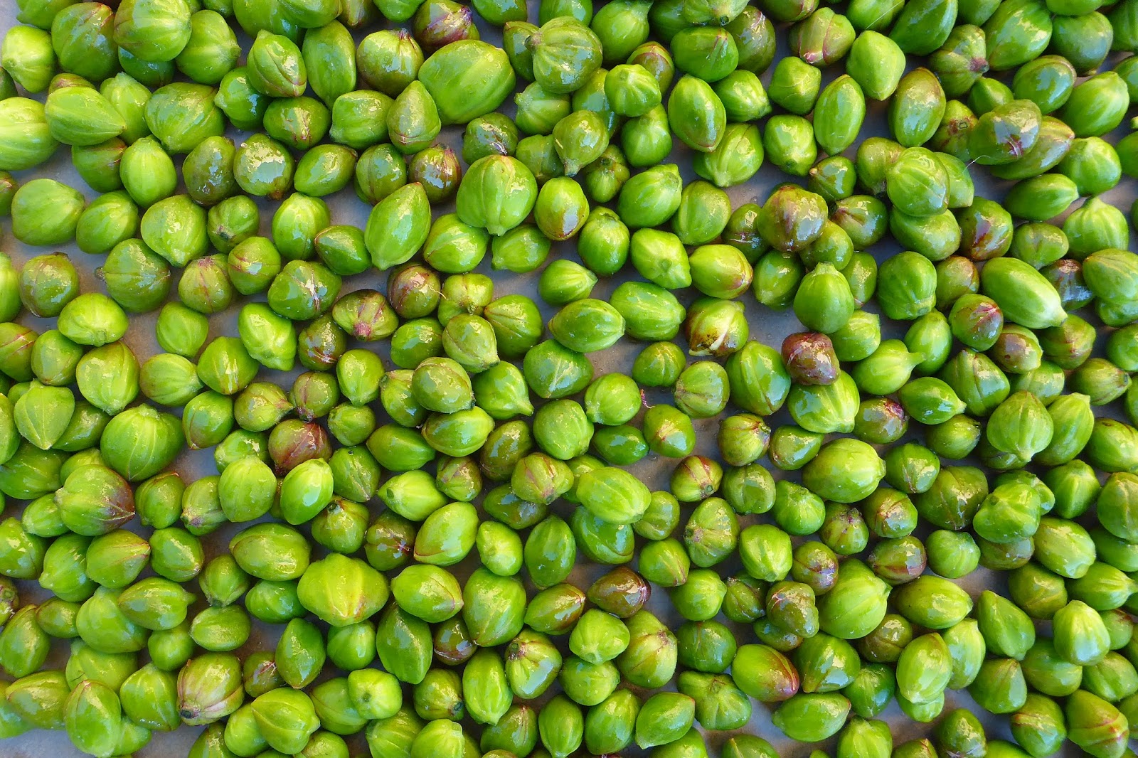 From Seed To Table Harvest Monday June 20, 2016