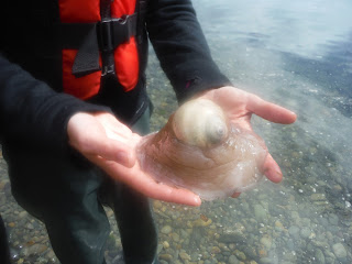 Intertidal life in Haida Gwaii
