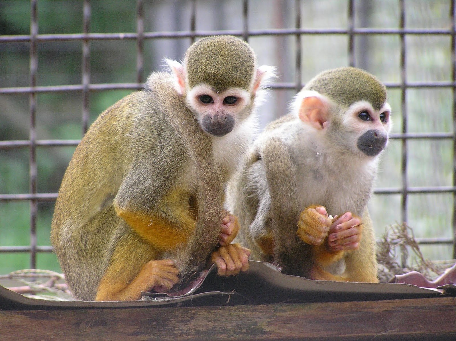 зубков и лев малыш. парк тайган крым медведи. куда делся томик из тайгана обезьянка. тайган сафари парк обезьянка люся татьяна алексагина. человек-лев парк львов тайган.
