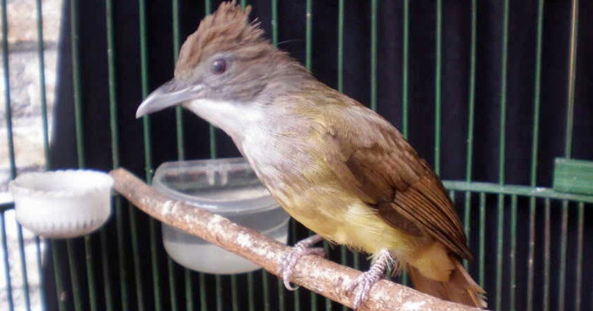 Ciri Ciri Burung Cucak Jenggot Jantan Dan Betina