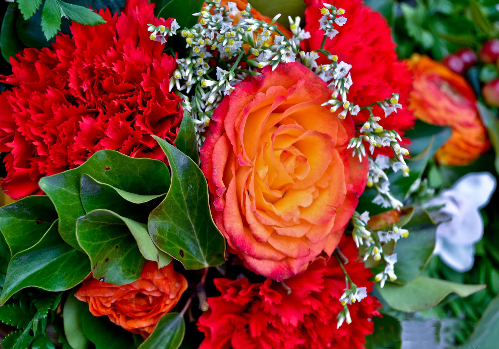 Love Rose Beautiful Rose T Rose Photos For Desktop Free