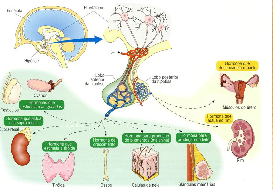 Cetosis hormonas mujer