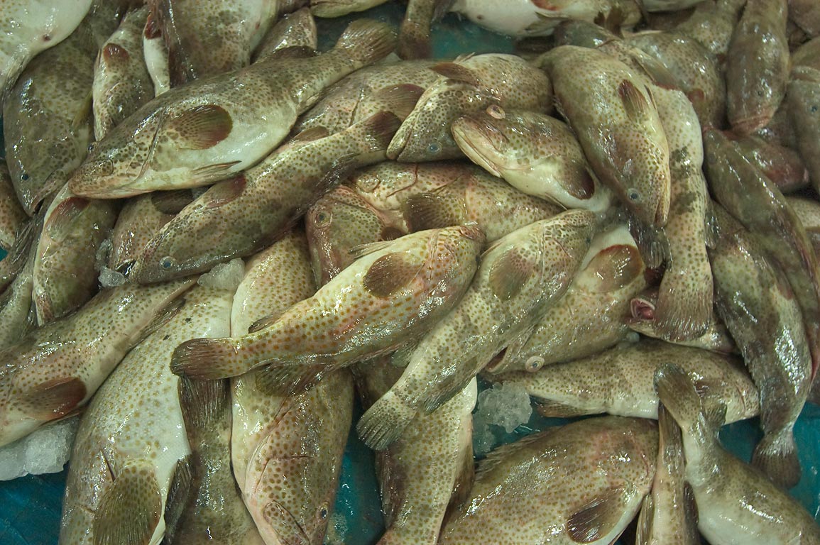 Why youneed to order grouper fish?