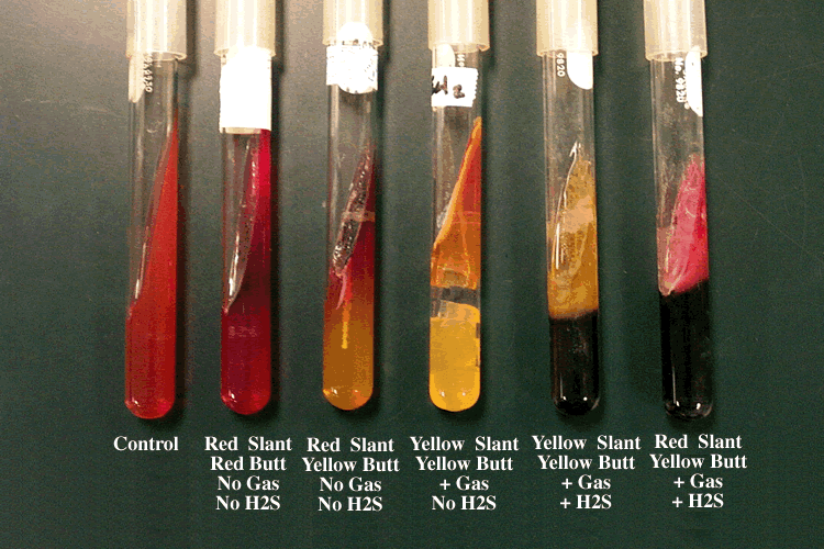 Microamaze Triple Sugar Iron Agar microamaze-triple-sugar-iron-agar