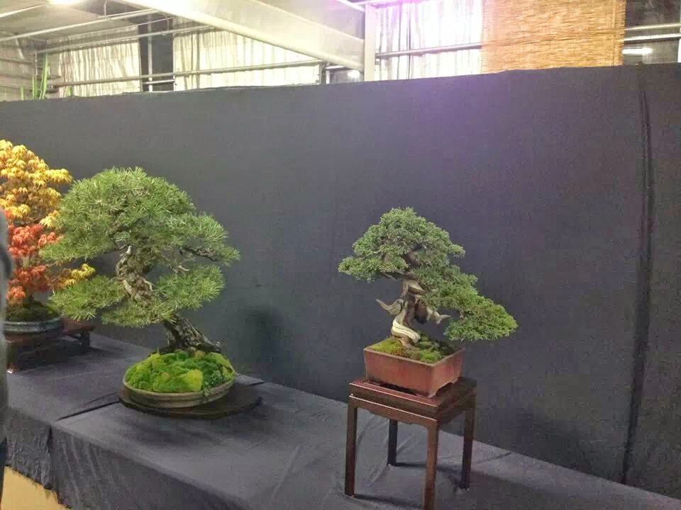 Exposiciones Bonsái Arranca la Haru Bonsai Ten
