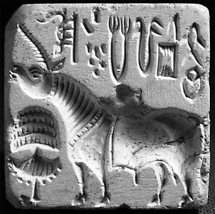My Learning and Thoughts: Harappan unicorn symbol and issue of horse to  prove Indus valley and vedic civilizations are one and the same