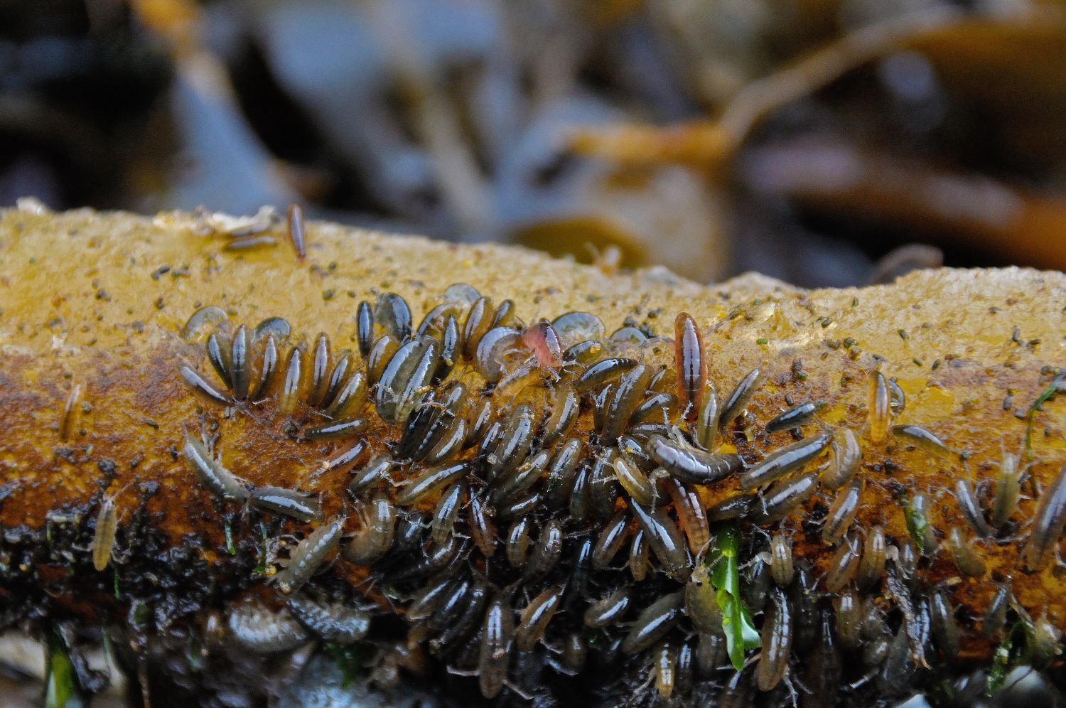 Shutterbugs Capturing the World Around Us: Sand Fleas (Ew gross!) Are There Sand Fleas In Galveston