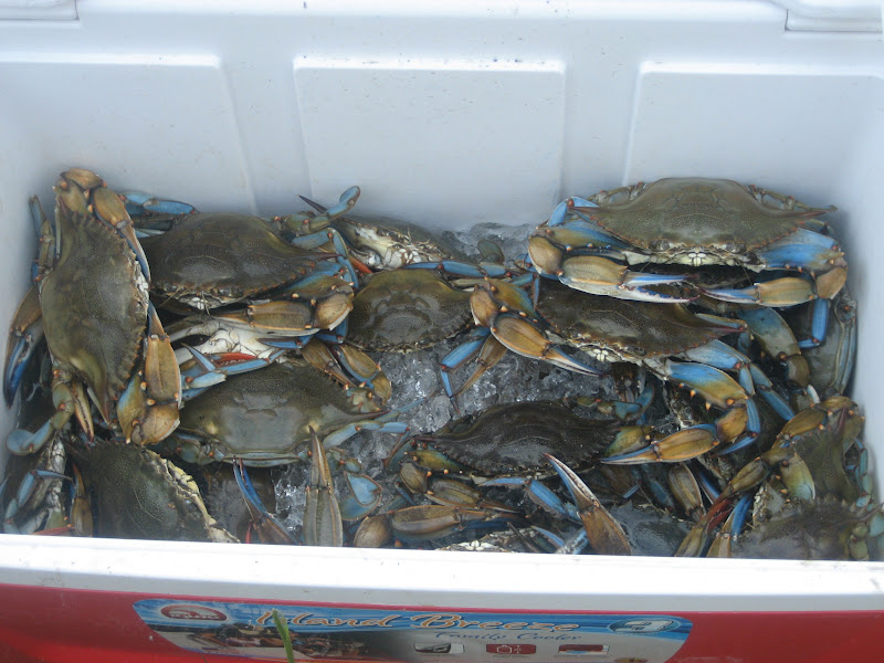Our Maker's Acres Family Farm Crabs in the bucket