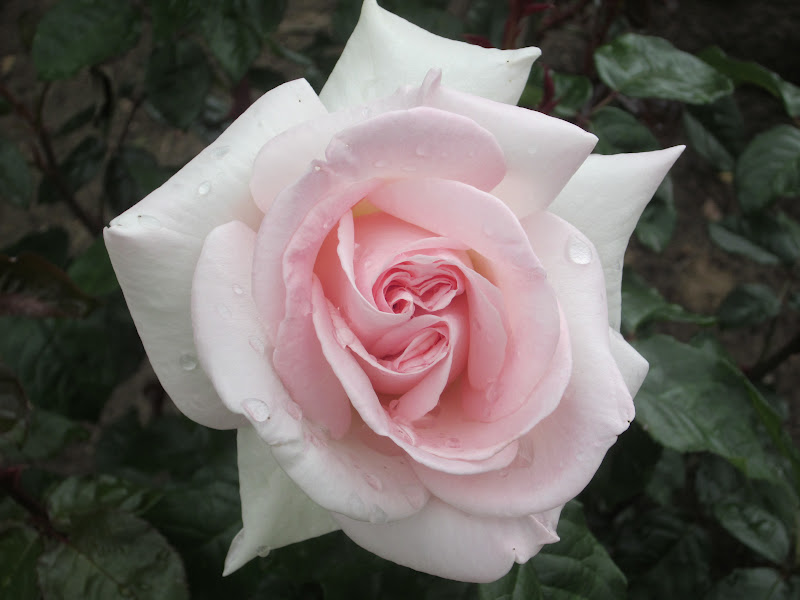 Garden Discoveries California Roses