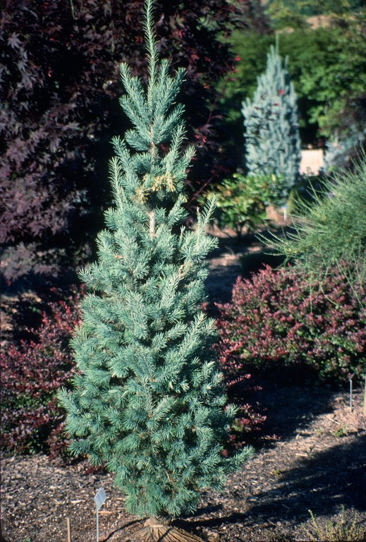 Flora Wonder Blog The Skinny On Pseudotsuga Menziesii Fastigiata