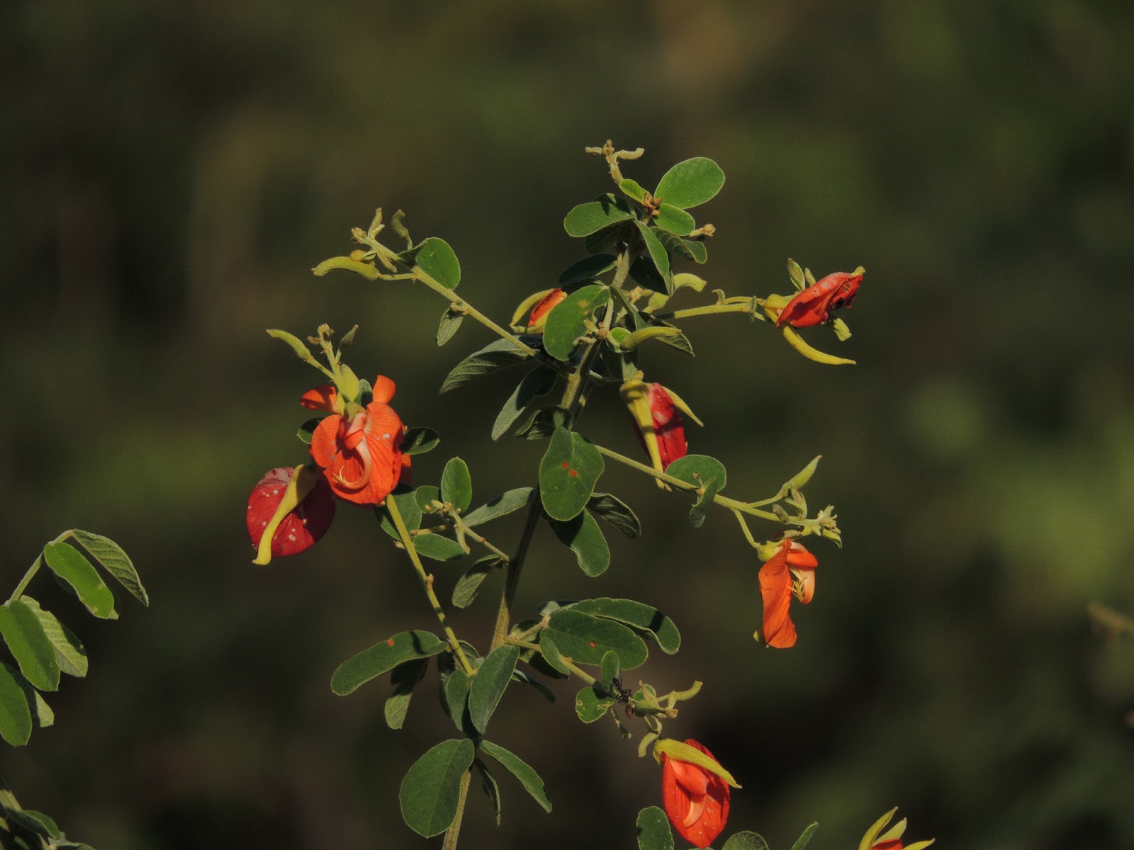 Fabaceae Leguminosae Harpalyce brasiliana Benth.