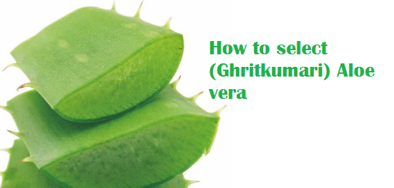How to select (Ghritkumari) Aloe vera