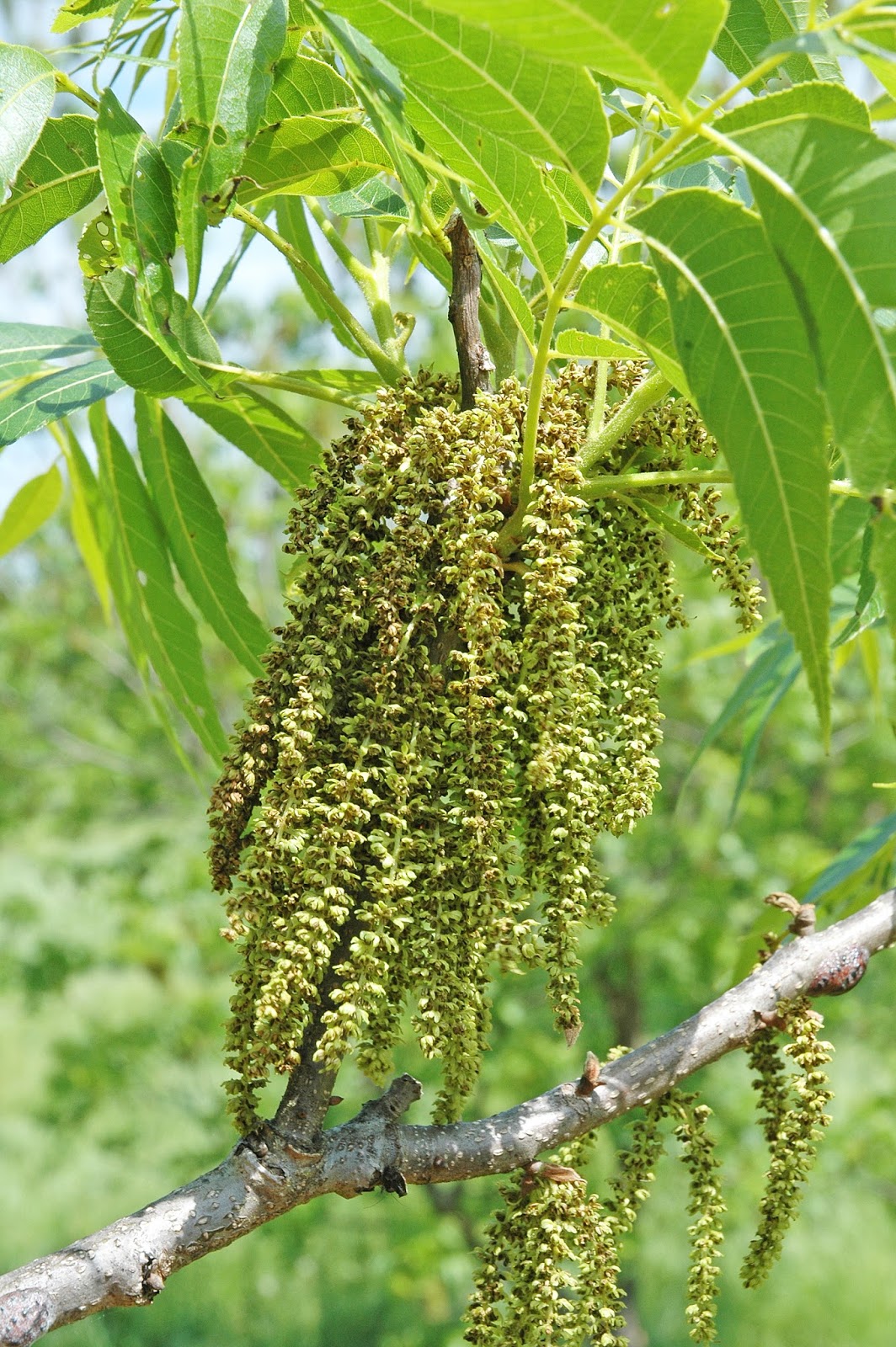 Northern Pecans Midway through pecan pollination season